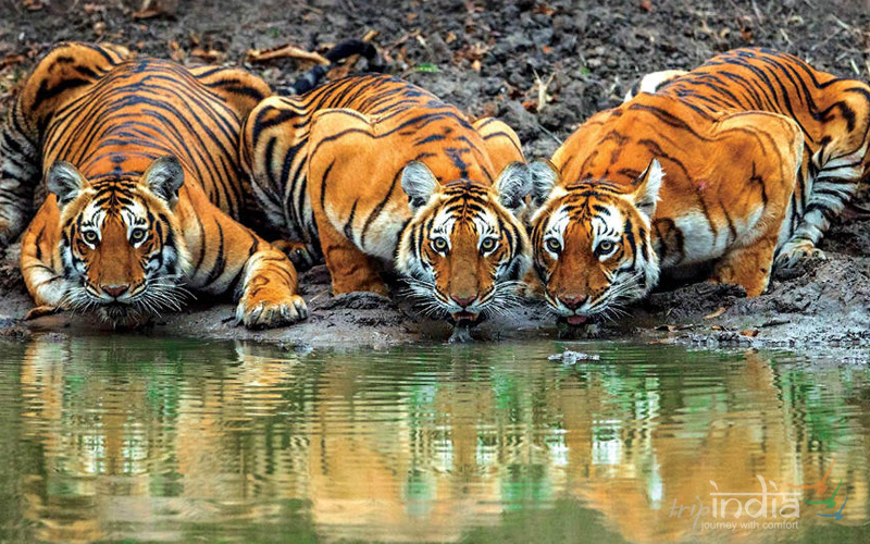 Karnataka Wildlife with Ooty Tour - Trip India Tours